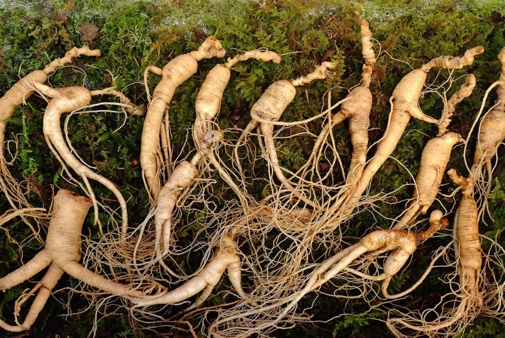 Panax Ginseng (Asian Ginseng)