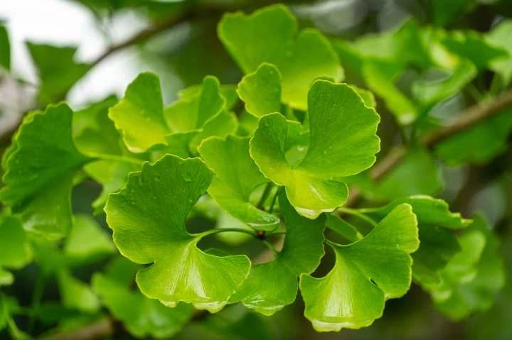 ginkgo biloba nedir faydalari ve zararlari