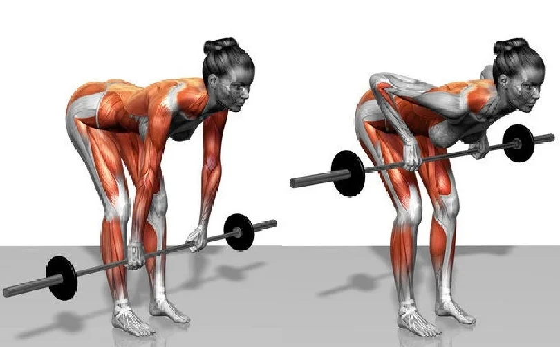 Barbell Bent Over Row