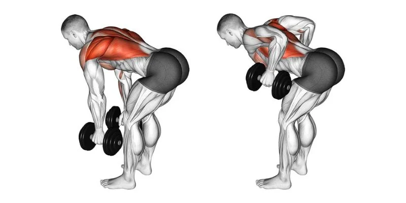 Dambıl Bent Over Row