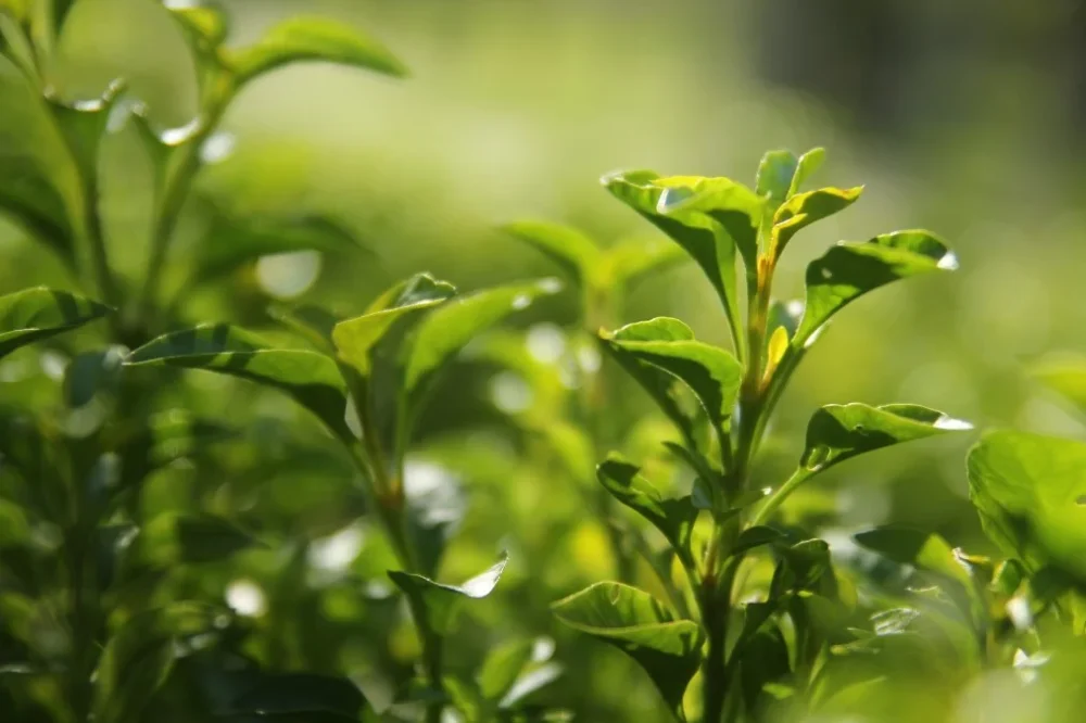 Yeşil Çay Faydaları Nelerdir Ne İşe Yarar
